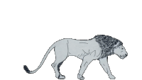 Gif animé lion roi